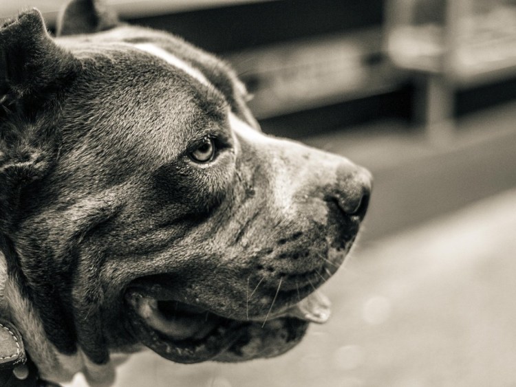 Стаффордширский терьер фото