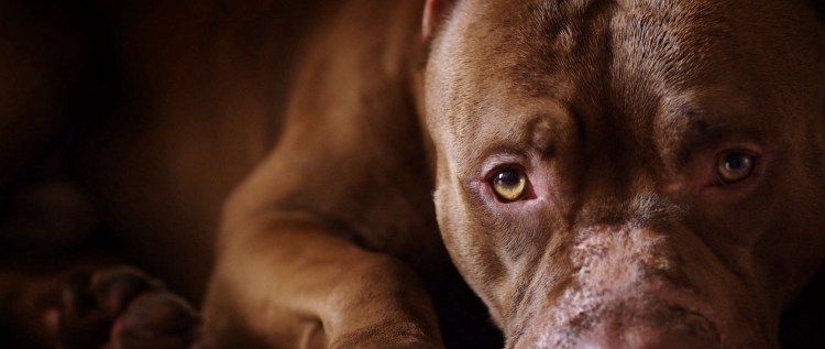 На рабочий стол 1920х1080 собаки питбуль