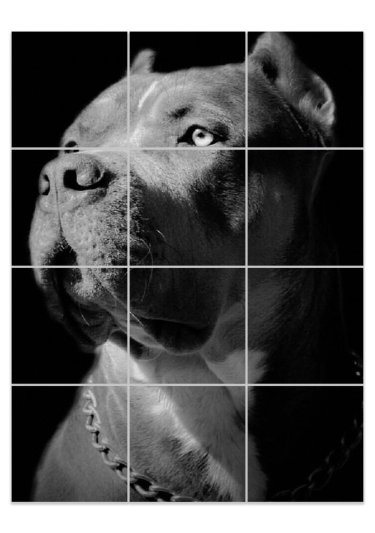 Собака стаффордширский терьер