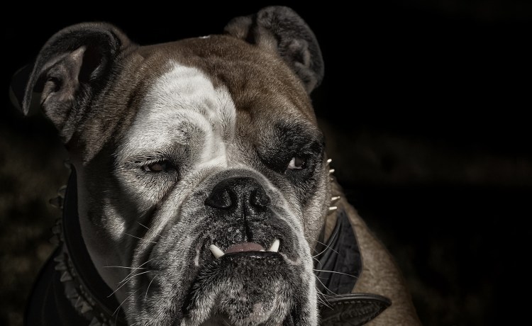 Бульдог английский Бойцовский
