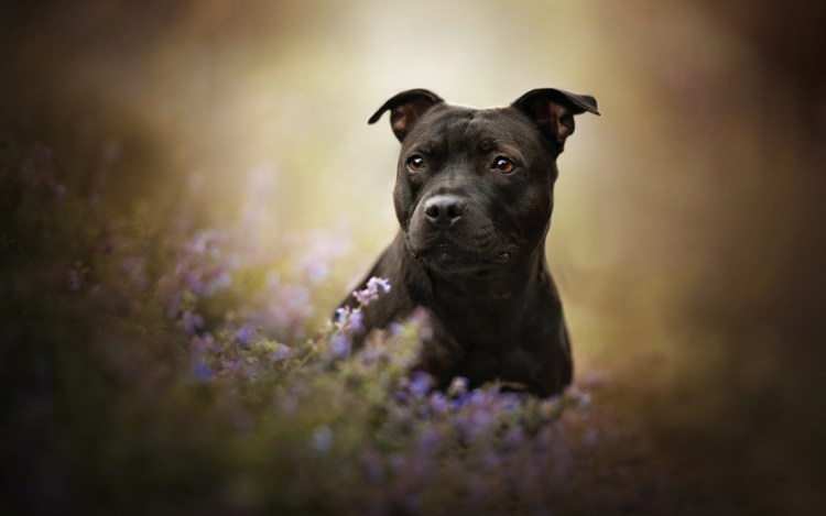 Стаффордширский терьер темный