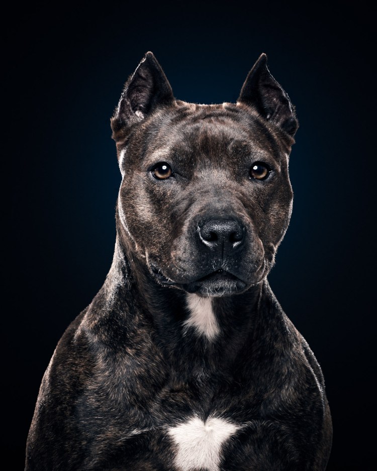 Стаффордширский терьер че́рный