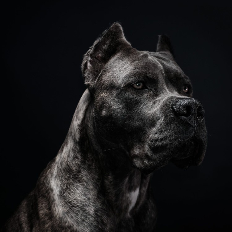 Кане Корсо черный