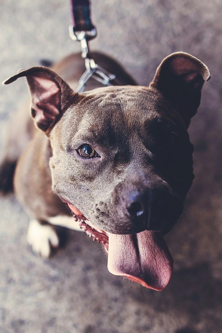 Стаффордширский терьер и Доберман