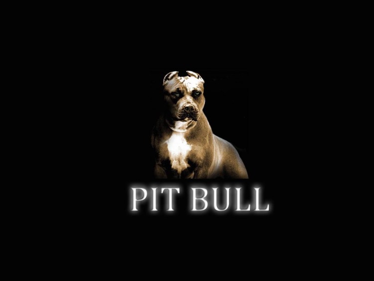 Американский стаффордширский терьер улыбается