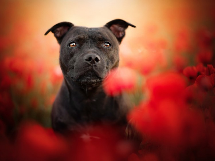 Стаффордширский бультерьер оскал