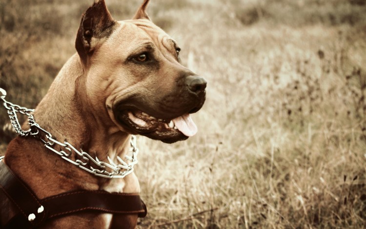 Американский стаффордширский терьер с цепью