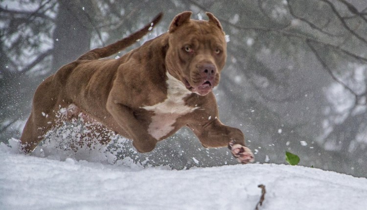 Картинки на рабочий стол питбуль