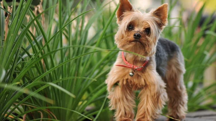 Бивер Йорк терьер