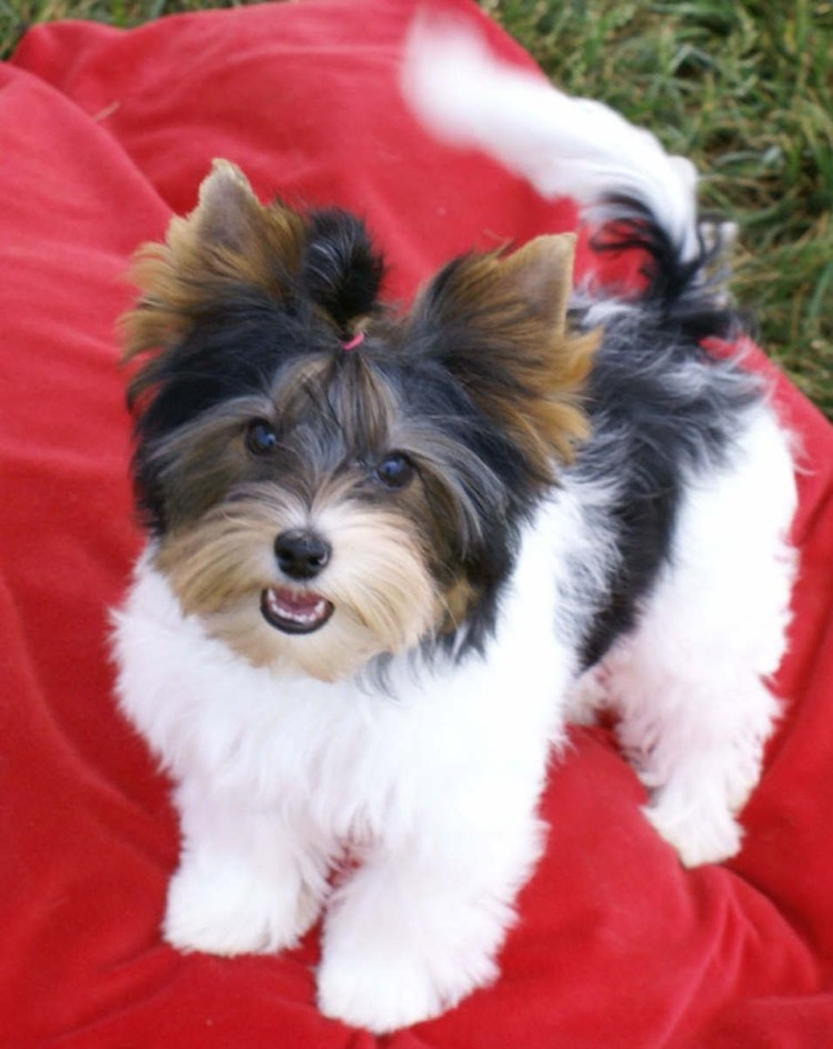 Йоркширский терьер