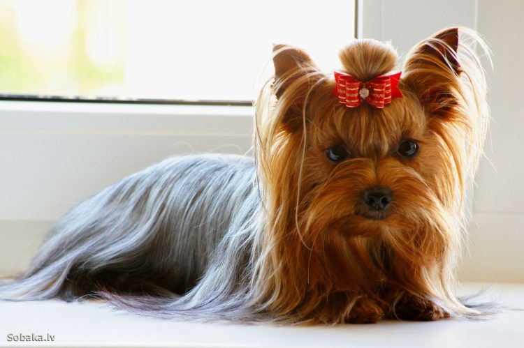 Оксфордский терьер