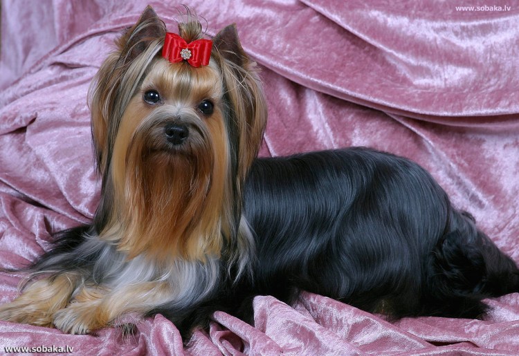 Бивер-Йоркширский терьер