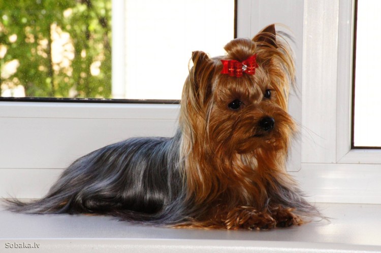 Breed Йоркширский терьер