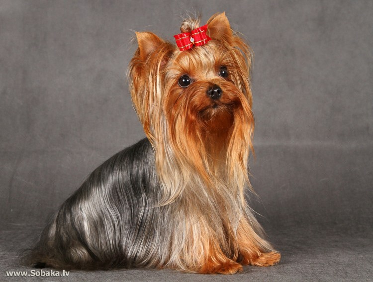 Йоркширский терьер