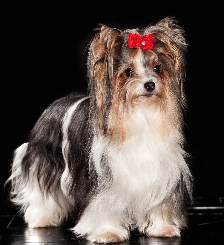 Ешкорский терьер