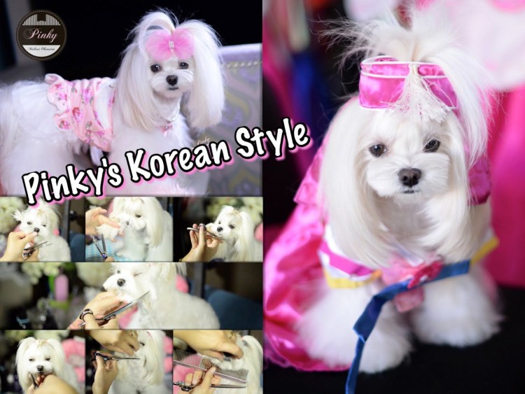 Мальтийская болонка стрижка Медвежонок