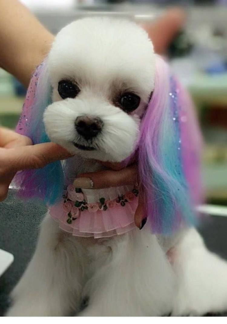 Бишон фризе груминг