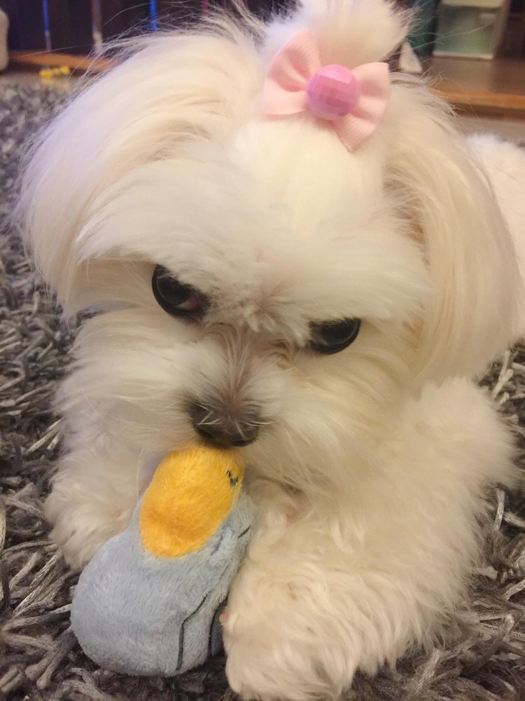 Породы собак Мальтийская болонка