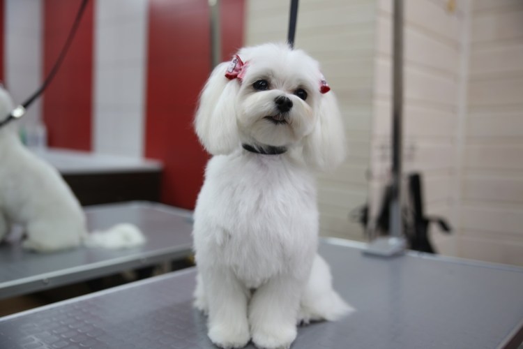 Бишон Болоньез Мальтийская болонка