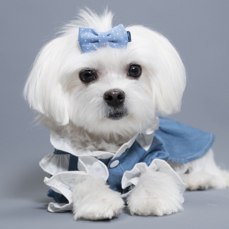 Мальтийская болонка мальтезе груминга