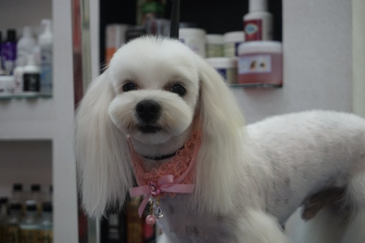 Мальтипу груминг