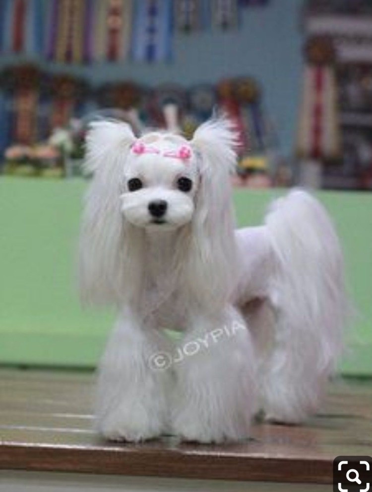 Мальтийская болонка