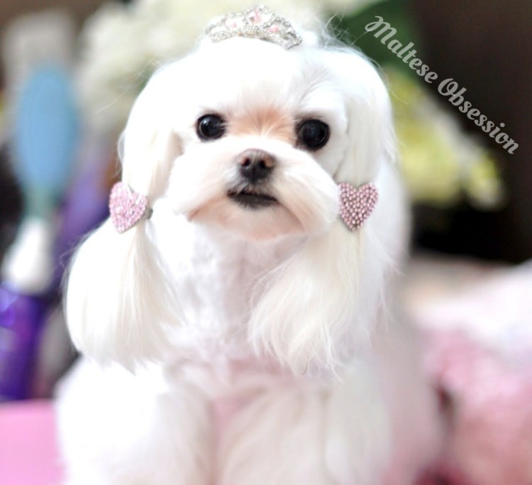 Грумминг мальтийской Болонки