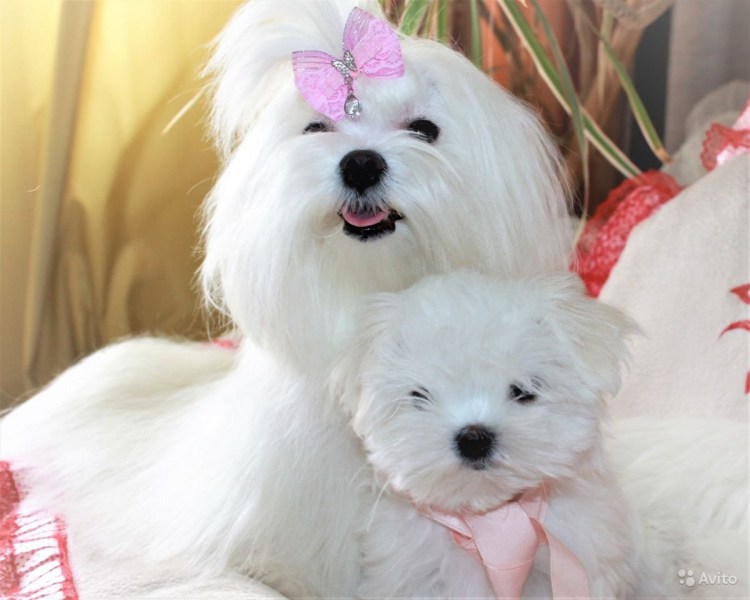 Мальтийская болонка стрижка корейская