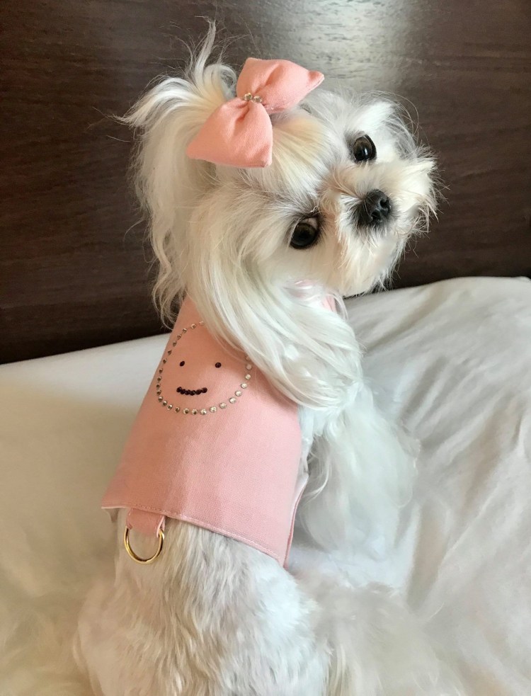 Мальтийская болонка мордочка