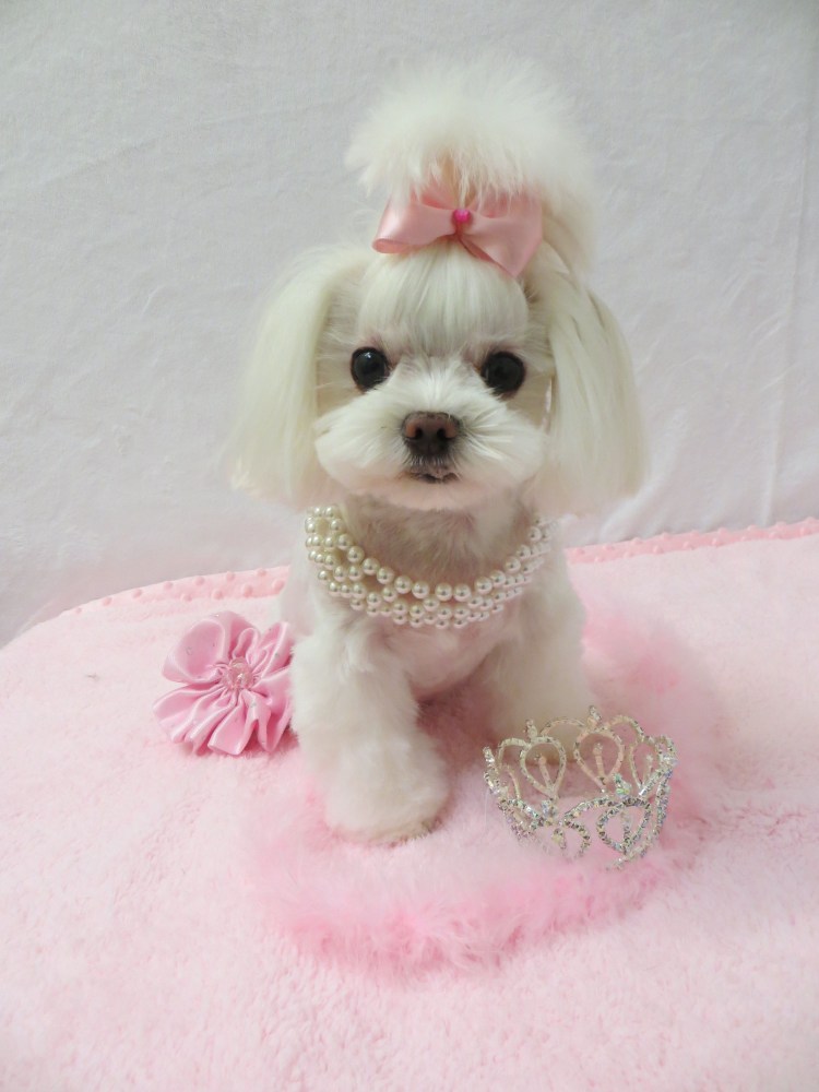 Мальтийская болонка мальтезе