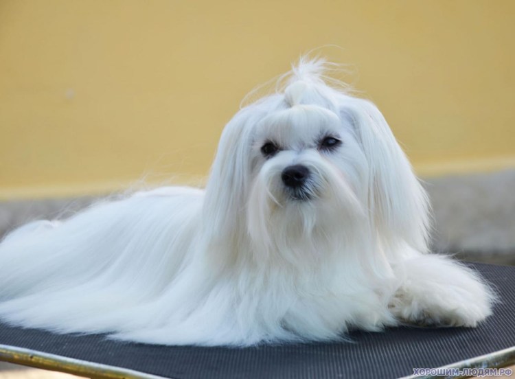 Мальтезе плюс