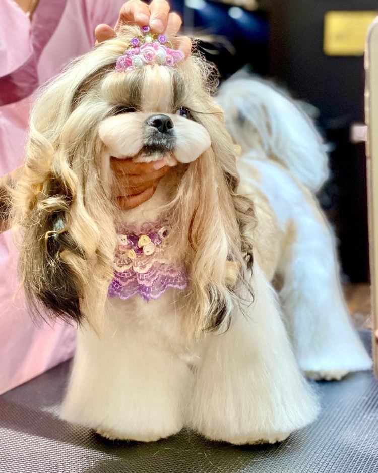 Болонка азиатская стрижка Мальтийская