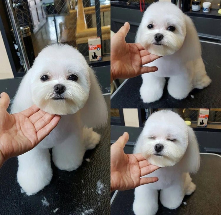 Бишон в азиатском стиле