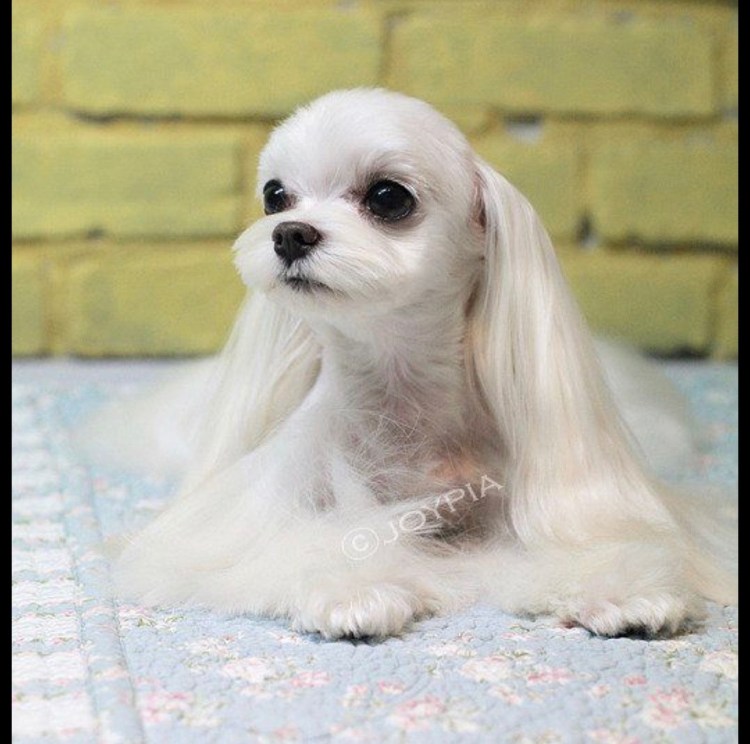 Стрижка Йорка с висячими ушами