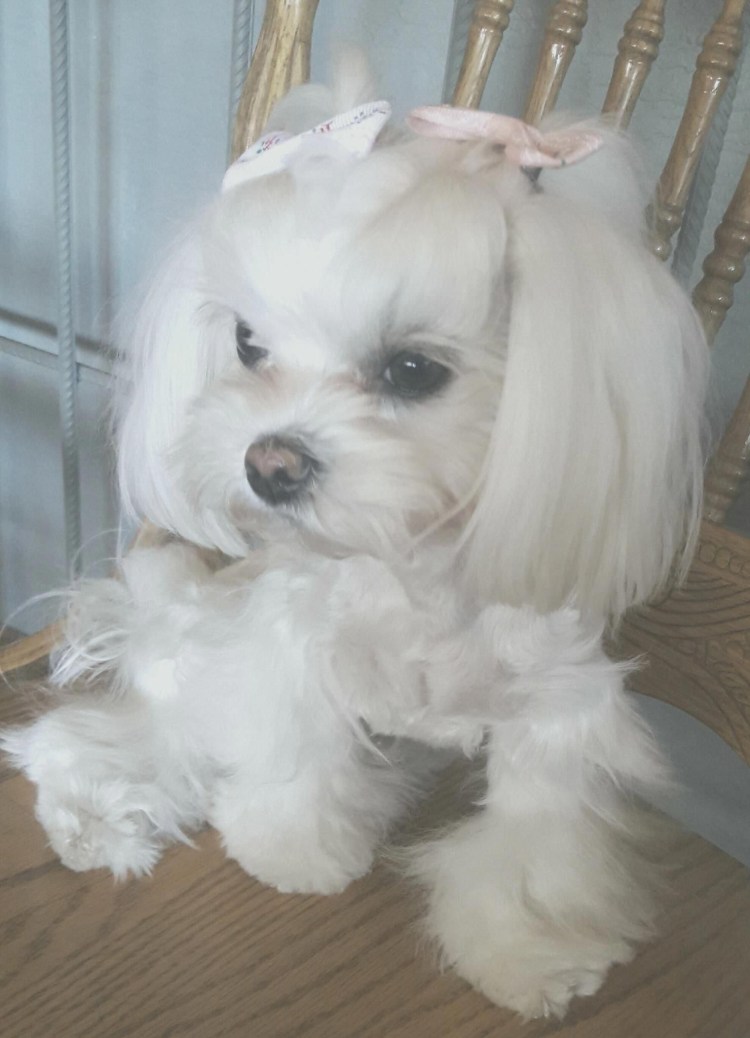 Бишон Тедди мальтипу