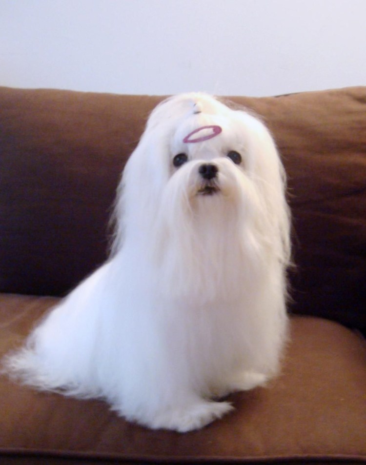 Мальтийская болонка белая