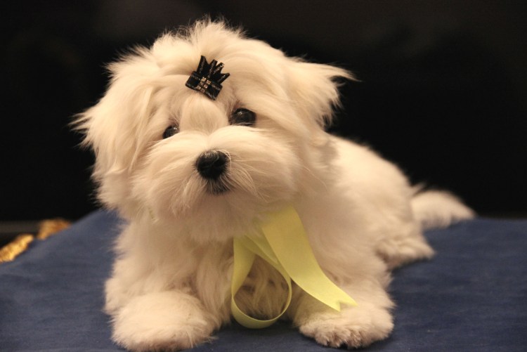 Корейская стрижка мальтезе