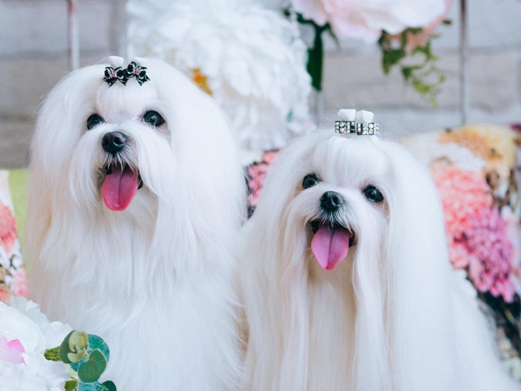 Болонка мальтезе