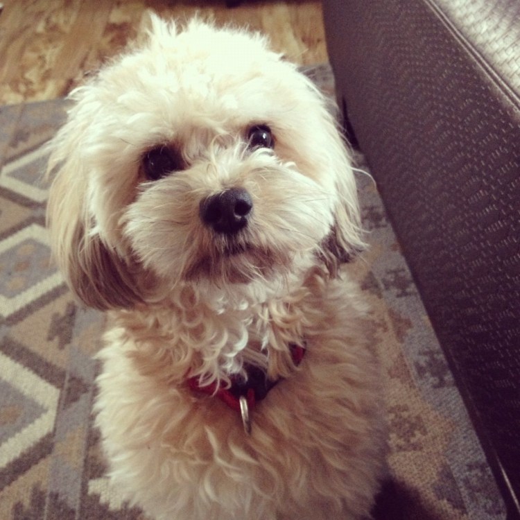 Мальтийская болонка стрижка