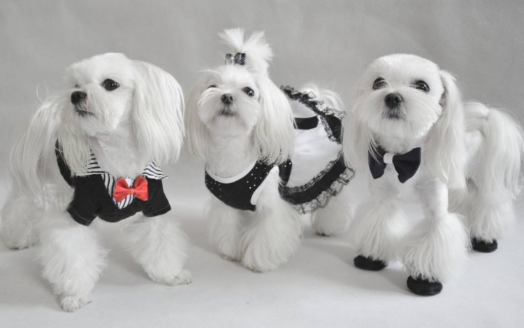 Мальтийская болонка азиатский стиль