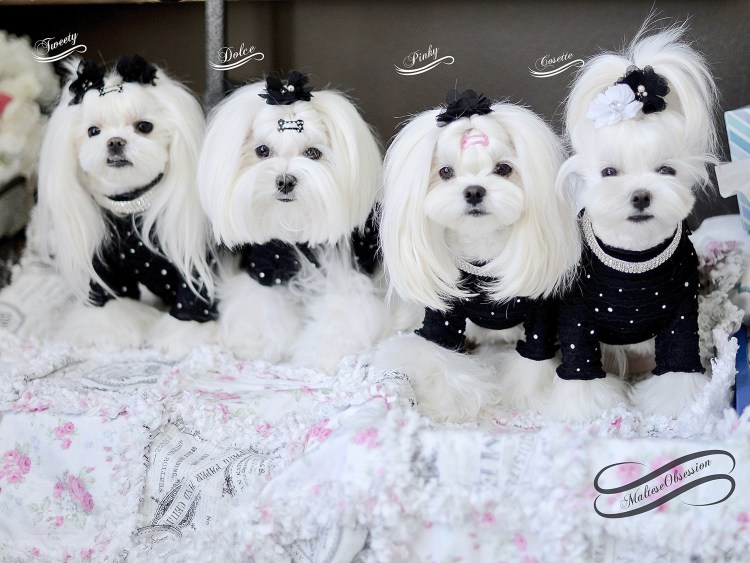 Мальтезе стрижки Корея