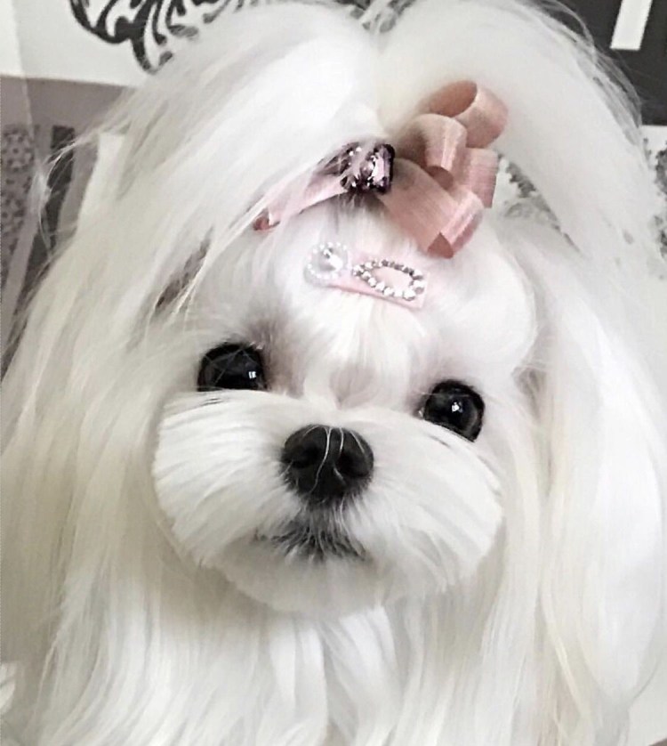 Мальтийская болонка мальтезе Корея