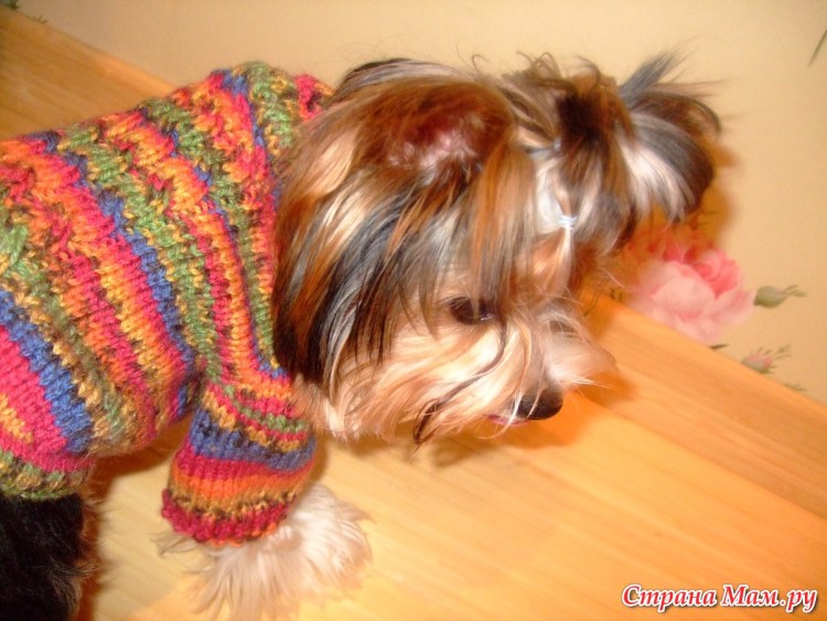 Вязаная одежда для йорков