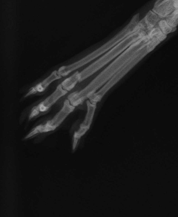 Перелом бедренной кости кошки рентген