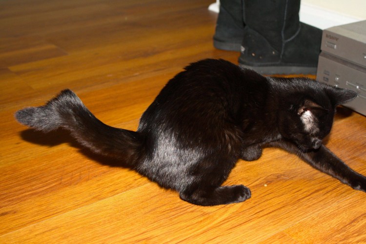 Снимок задней лапы кота