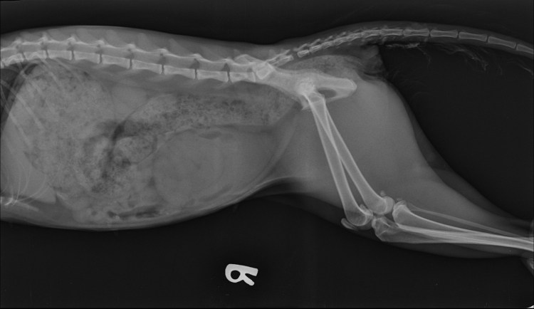 Остеосинтез на плечевой кости у кошки