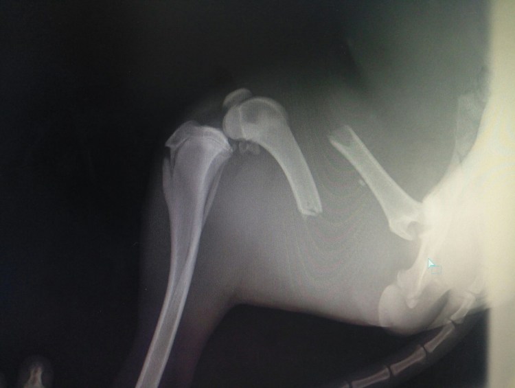 Вывих челюсти у кошки рентген