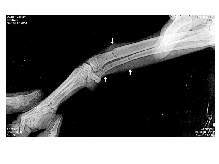 Конечности кошки Ветеринария