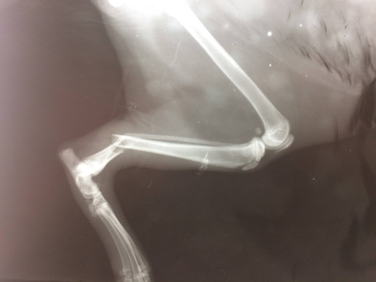 Ветеринария кошки