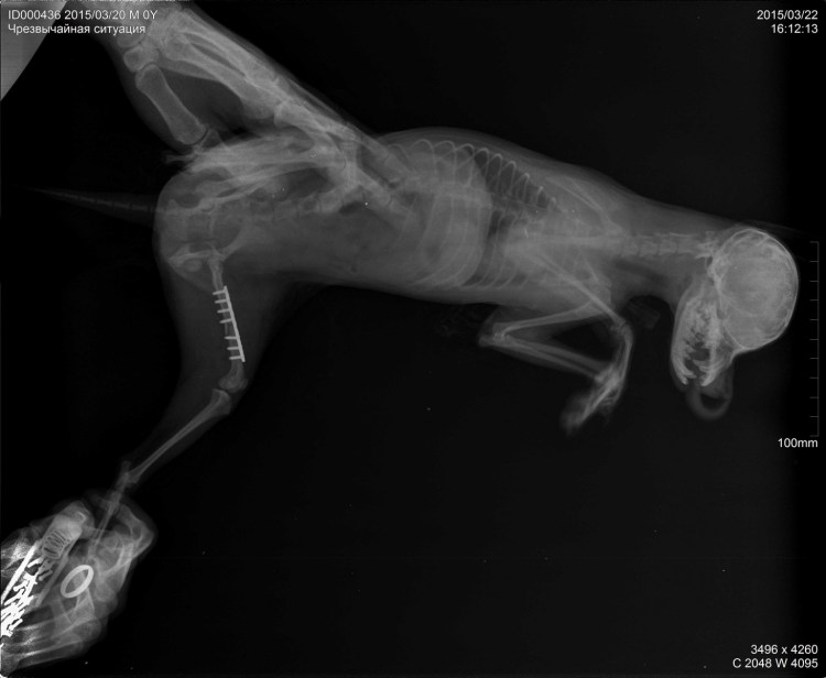 Скакательный сустав рентген